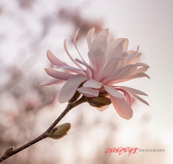 Magnolia blossom. ©2024 Steve Ziegelmeyer