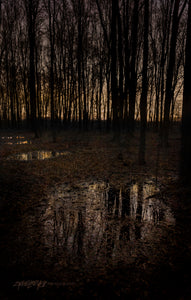 Mirrors in the woods. ©2024 Steve Ziegelmeyer