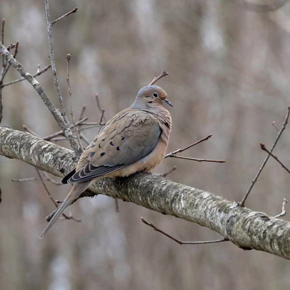 Mourning Dove. ©2025 Steve Ziegelmeyer