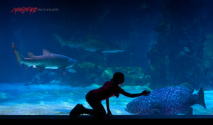 Big fish at Newport Aquarium. ©2023 Steve Ziegelmeyer