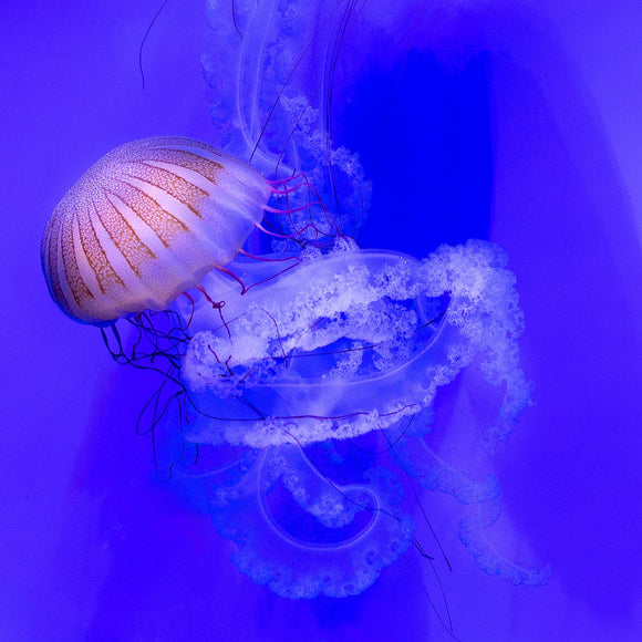 Jellyfish. ©2025 Steve Ziegelmeyer