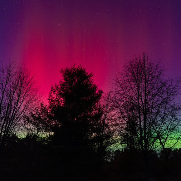 Colorful Northern Lights (Aurora Borealis) over silhouetted trees with Ziegelmeyer Photography watermark.