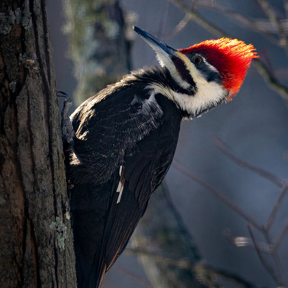 Pileated Woodpecker. ©2024 Steve Ziegelmeyer