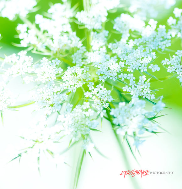 Queen Annes Lace. ©2025 Steve Ziegelmeyer