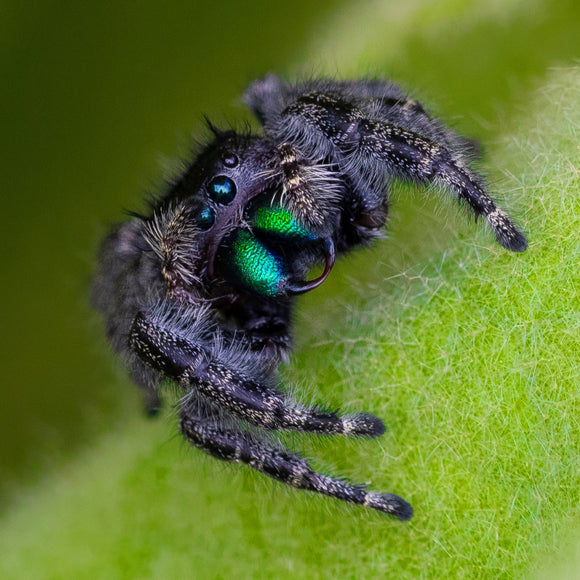 Regal Jumping Spider. ©2025 Steve Ziegelmeyer