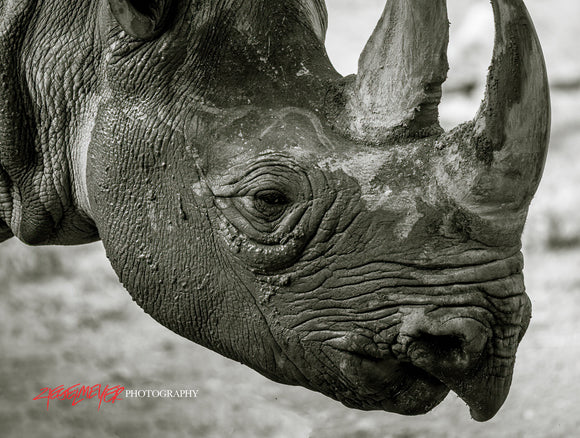 Rhinoceros. ©2016 Steve Ziegelmeyer