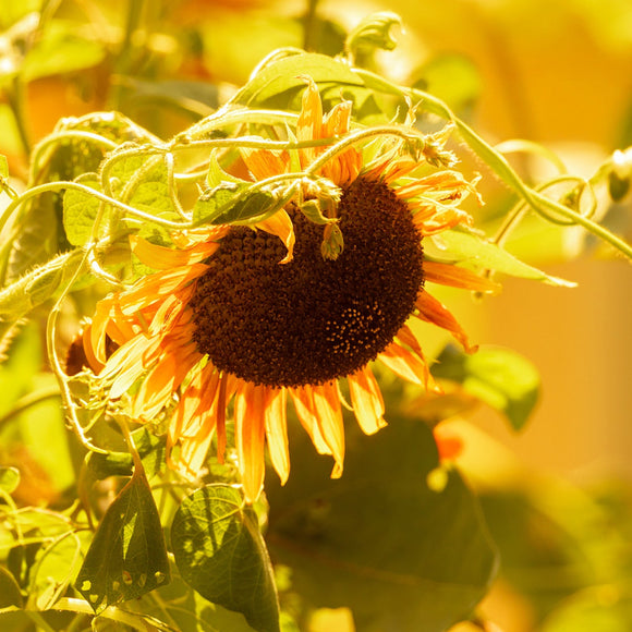 Sunflower in sunlight.