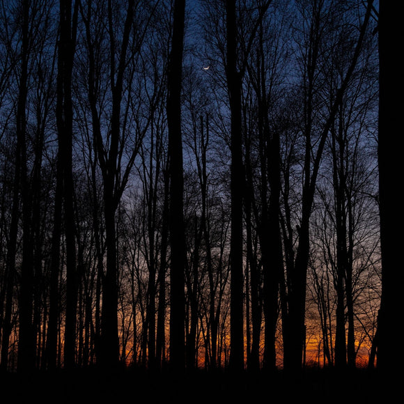 Sunset in the woods. ©2024 Steve Ziegelmeyer