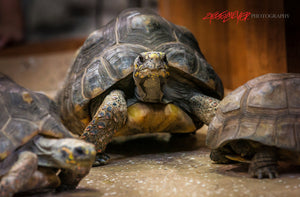 Turtles. ©2014 Steve Ziegelmeyer