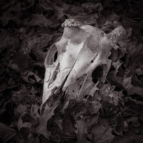 Skull in the woods. ©2024 Steve Ziegelmeyer
