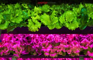 Hydroponic lettuce. ©2019 Steve Ziegelmeyer