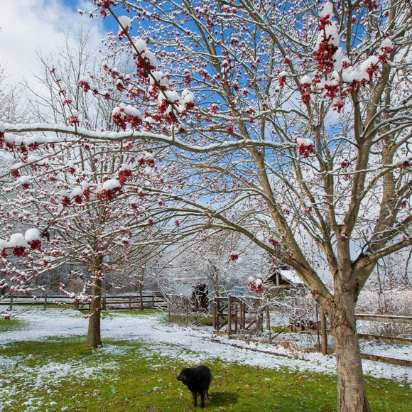 Blossoming trees in snow. ©2018 Steve Ziegelmeyer