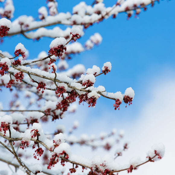 April snow on Red Maple. ©2018 Steve Ziegelmeyer