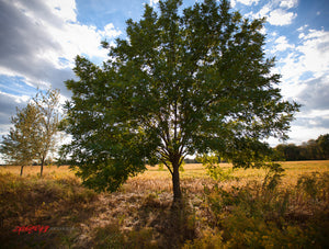 Ash tree in fall. ©2010 Steve Ziegelmeyer