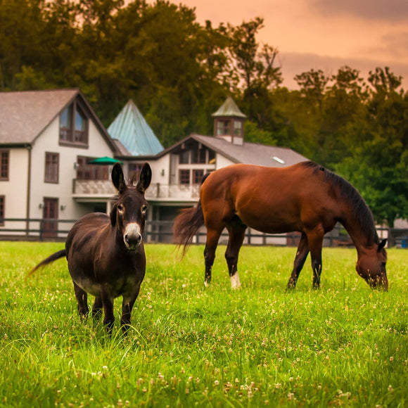 Mule and horse. ©2012 Steve Ziegelmeyer