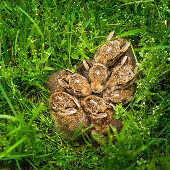 Baby rabbits. ©2021 Steve Ziegelmeyer