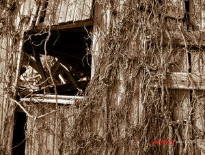 Ivy covered barn. ©2009 Steve Ziegelmeyer