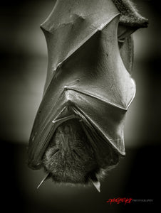 Sleeping Flying Fox bat. ©2016 Steve Ziegelmeyer