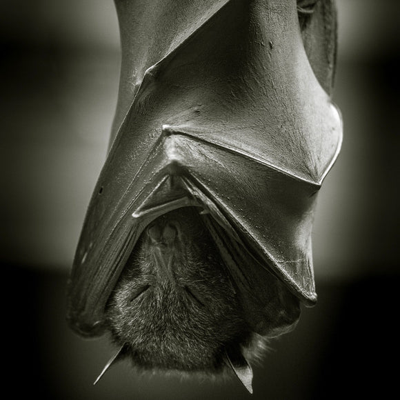 Sleeping Flying Fox bat. ©2016 Steve Ziegelmeyer