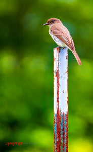 Bird on post. ©2016 Steve Ziegelmeyer