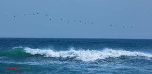 Birds over the ocean. ©2015 Steve Ziegelmeyer