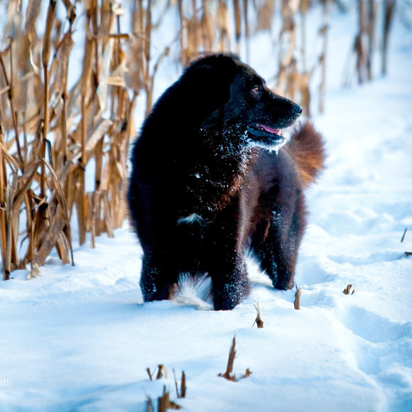 Newfoundland in snowy cornfield. ©2010 Steve Ziegelmeyer