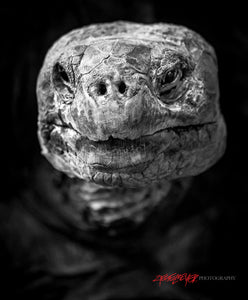Bravo, Galápagos tortoise. ©2014 Steve Ziegelmeyer