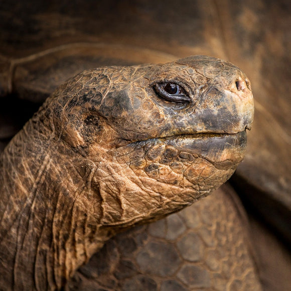 Bravo, Galopolis Turtle. ©2014 Steve Ziegelmeyer