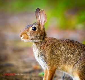 Cottontail Rabbit. ©2016 Steve Ziegelmeyer