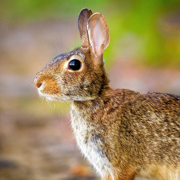 Cottontail Rabbit. ©2016 Steve Ziegelmeyer