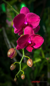 Burgundy Orchid. ©2015 Steve Ziegelmeyer