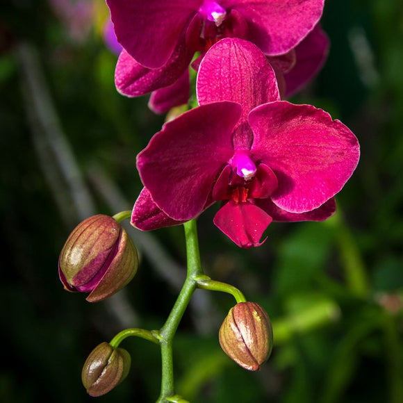 Burgundy Orchid. ©2015 Steve Ziegelmeyer