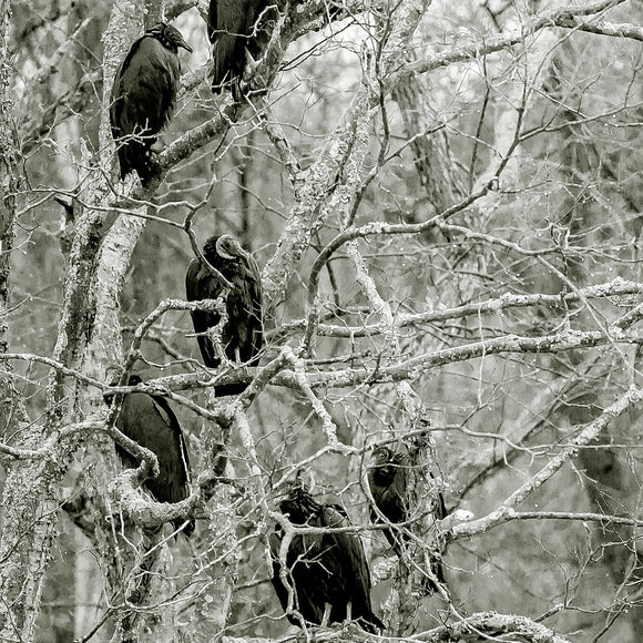 Buzzards roosting. ©2014 Steve Ziegelmeyer