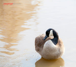Canada Goose in water. ©2015 Steve Ziegelmeyer