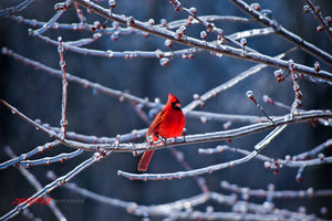 Cardinal in icy tree. ©2010 Steve Ziegelmeyer