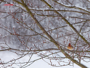 Cardinal in winter tree. ©2010 Steve Ziegelmeyer