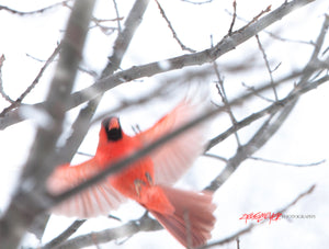 Cardinal flying in the snow. ©2010 Steve Ziegelmeyer