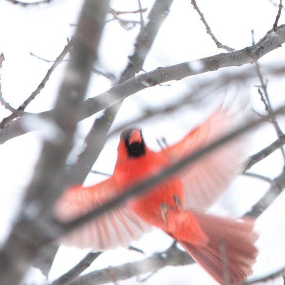 Cardinal flying in the snow. ©2010 Steve Ziegelmeyer