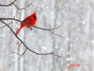 Cardinal in the snow. ©2010 Steve Ziegelmeyer