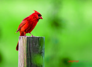 Cardinal on post. ©2016 Steve Ziegelmeyer