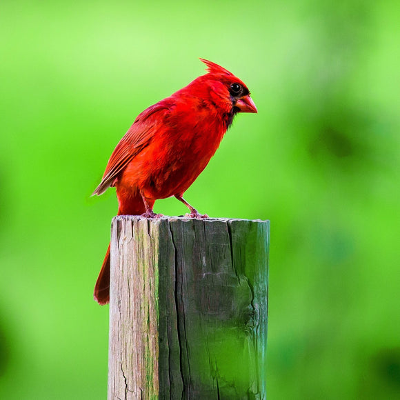 Cardinal on post. ©2016 Steve Ziegelmeyer