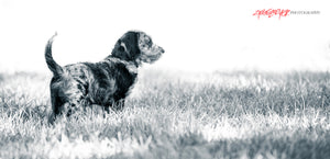 Labradoodle in field. Cash. ©2018 Steve Ziegelmeyer