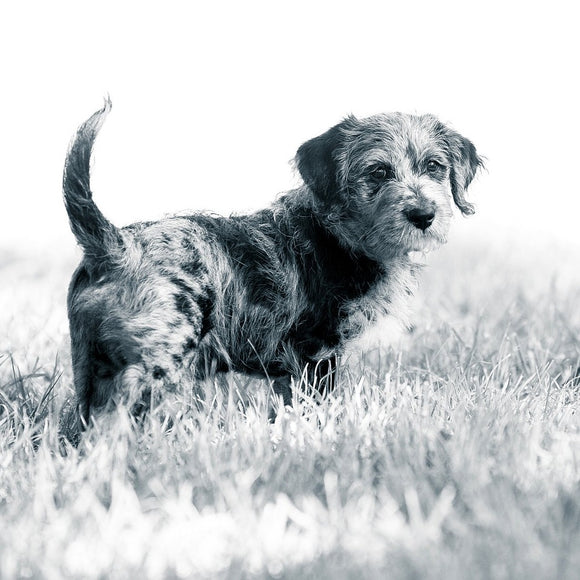 Labradoodle in field. Cash. ©2018 Steve Ziegelmeyer