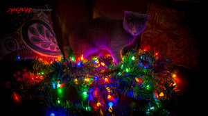 Christmas cat. ©2017 Steve Ziegelmeyer
