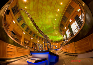 Dinosaur at Union Terminal, Cincinnati Museum Center. ©2014 Steve Ziegelmeyer
