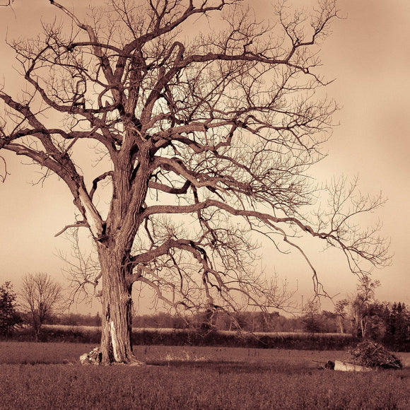 Cottonwood tree. ©2009 Steve Ziegelmeyer
