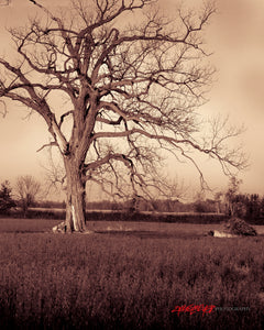 Cottonwood tree. ©2009 Steve Ziegelmeyer