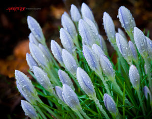 Dew covered Crocuses. ©2011 Steve Ziegelmeyer