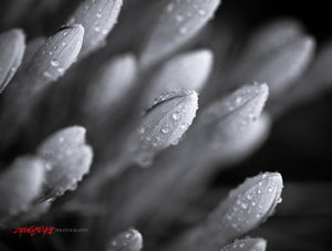 Dew covered Crocuses. Black and white. ©2011 Steve Ziegelmeyer