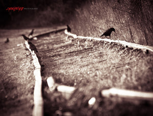 Crows on the tracks. ©2010 Steve Ziegelmeyer